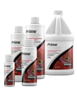 Prime