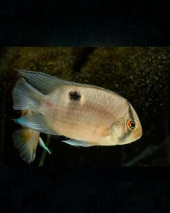 Aequidens Maroni