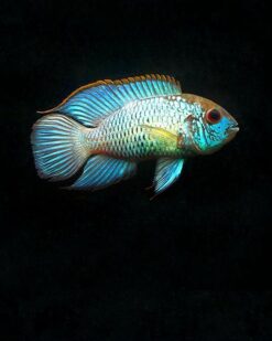 Andinoacara pulcher - Acara Azul eléctrico