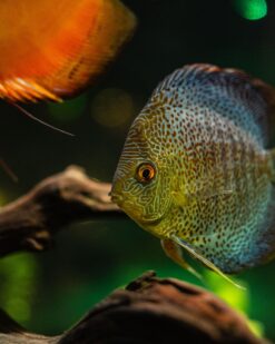 Symphysodon aequifasciatus - Discos